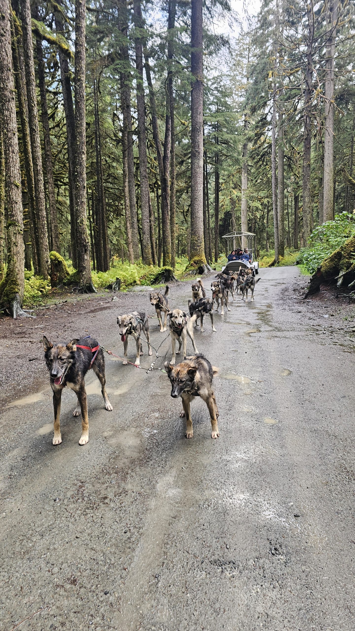 Dog Sledding, Juneau TS Travel is your trusted travel broker. From exotic destinations to budget-friendly getaways, discover your next adventure with TS Travel.