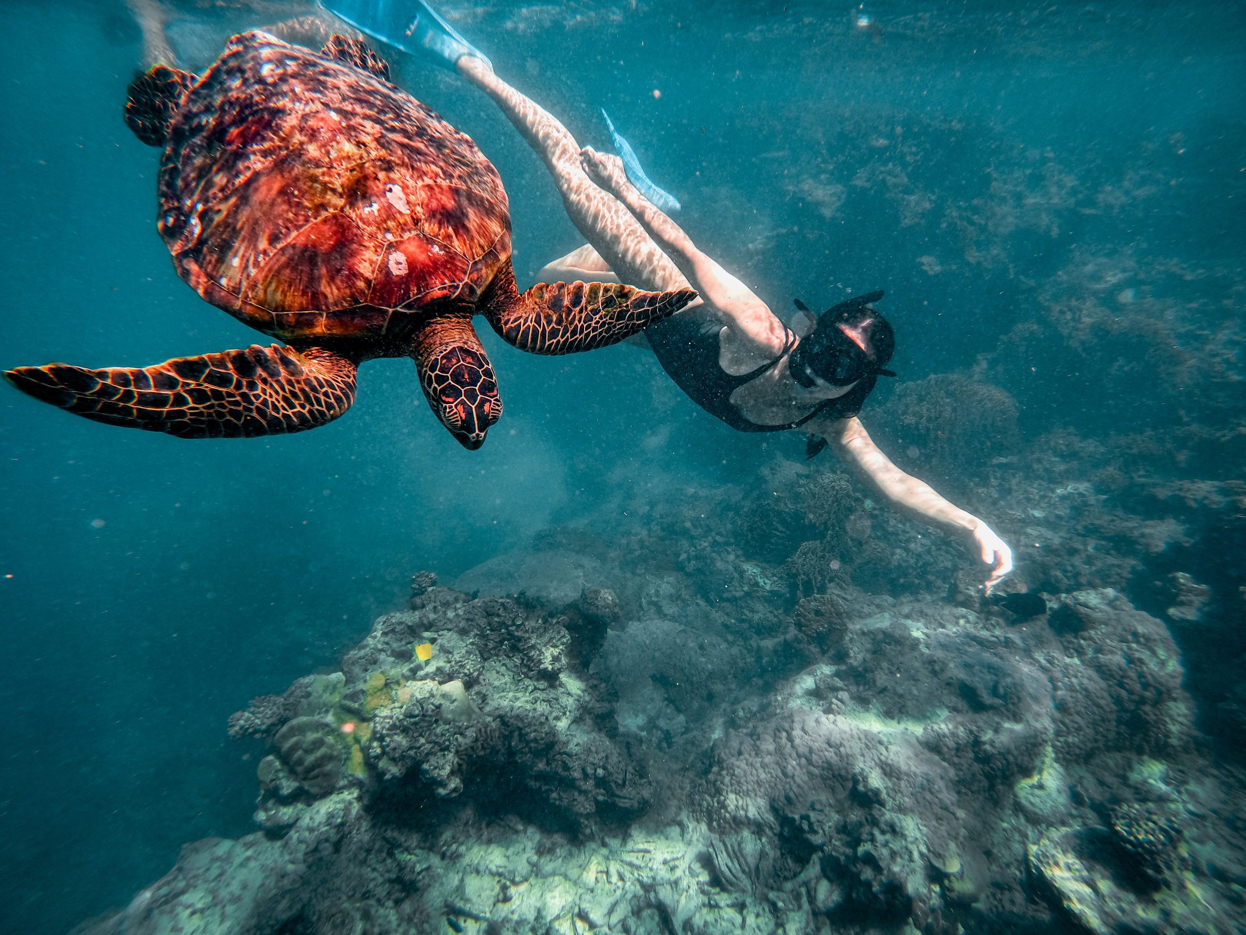 A woman snorkelling beside a turtle