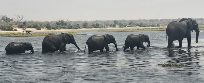 A herd of elephants wading through the Chobe River in Botswana under a soft afternoon haze