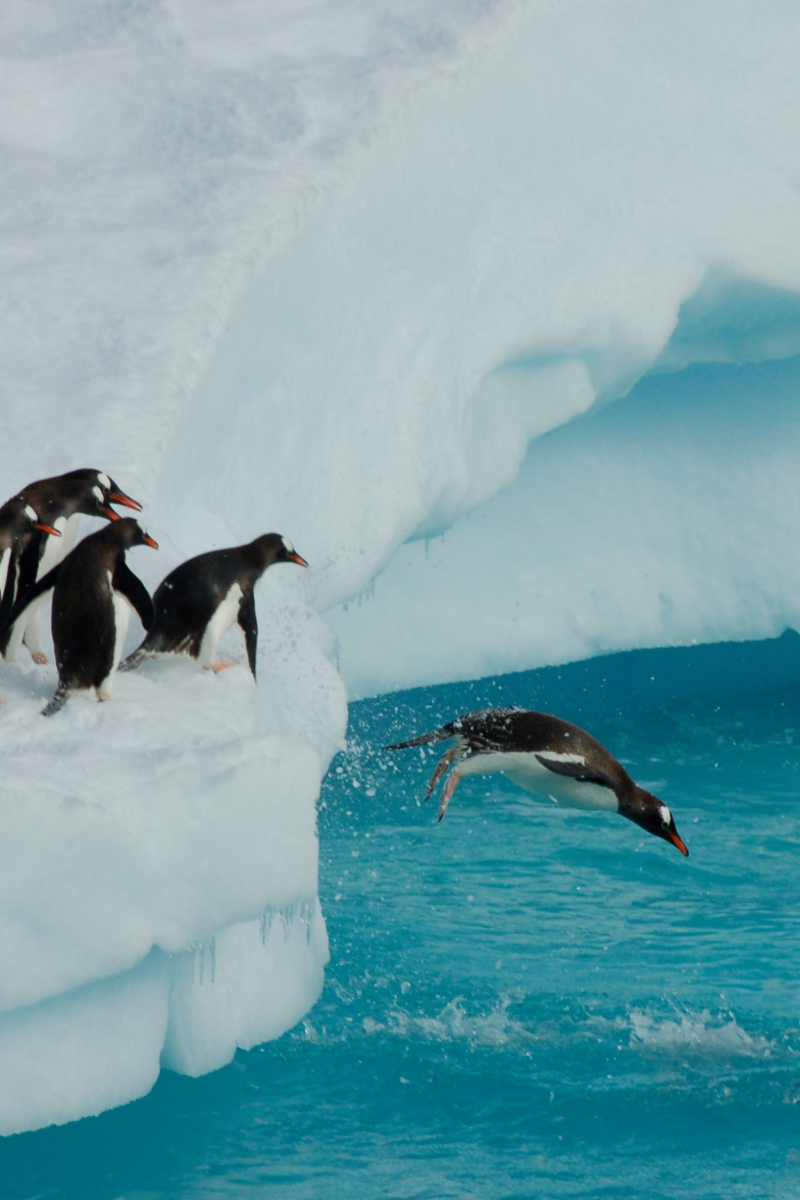 Penguins Penguins diving from an iceberg into the icy waters of Antarctica during an expedition cruise.