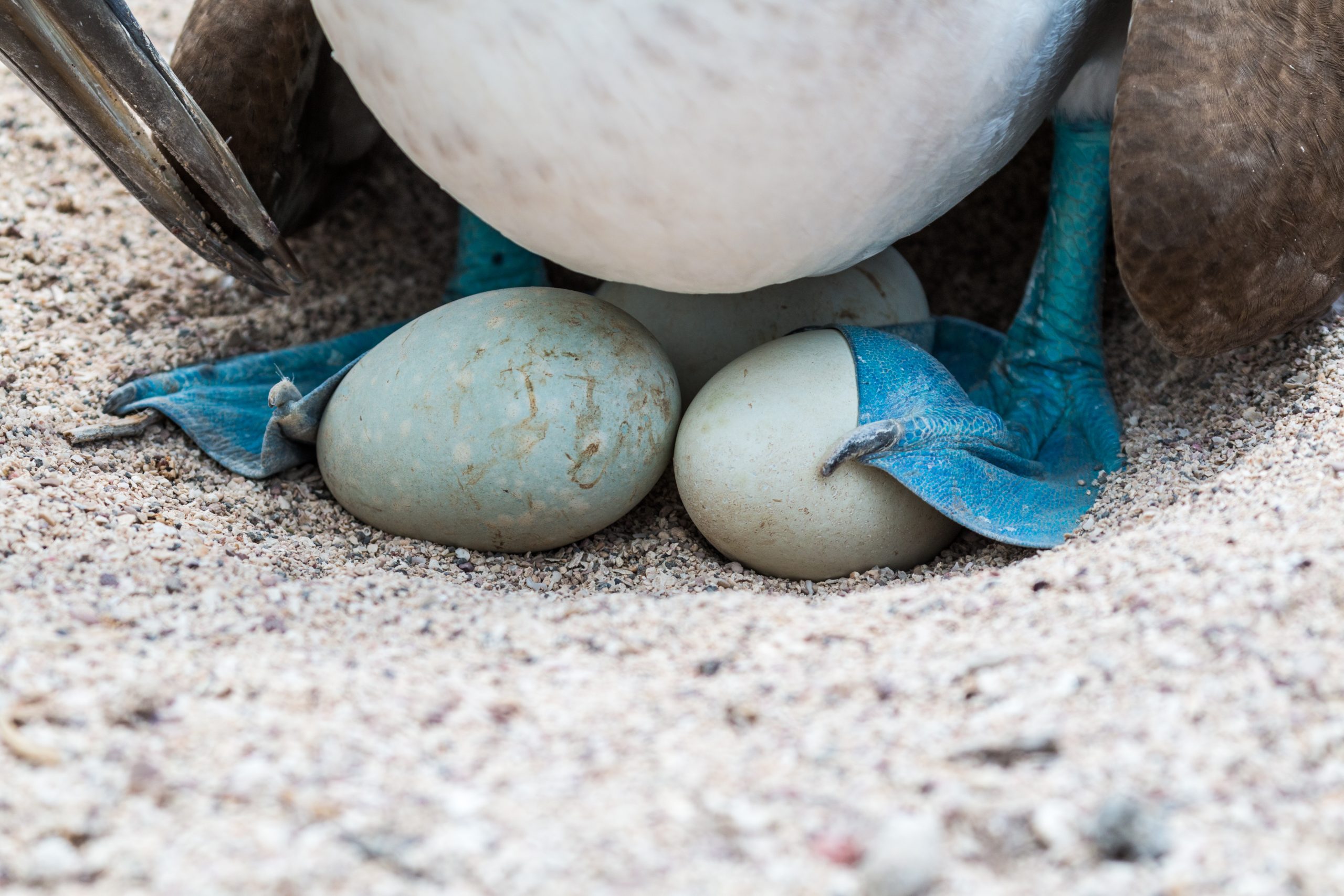 Blue-footed booby nesting with eggs in the Galápagos Islands