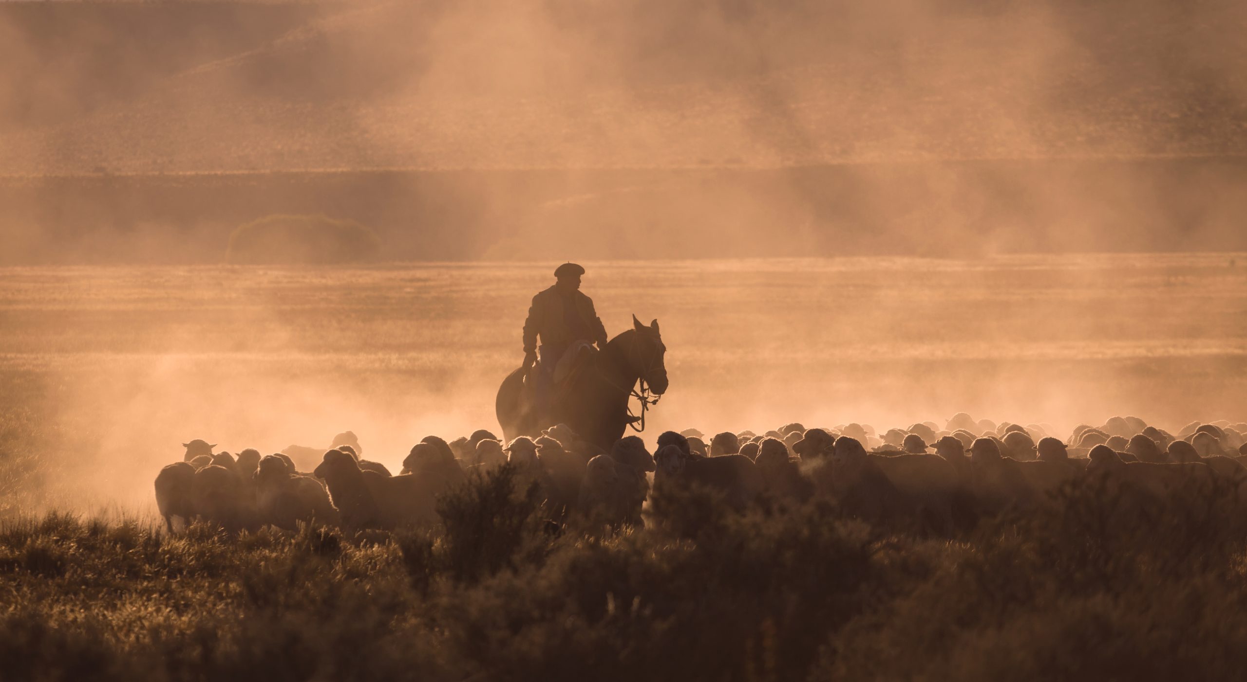Patagonian gaucho riding through golden dust with a herd at sunset