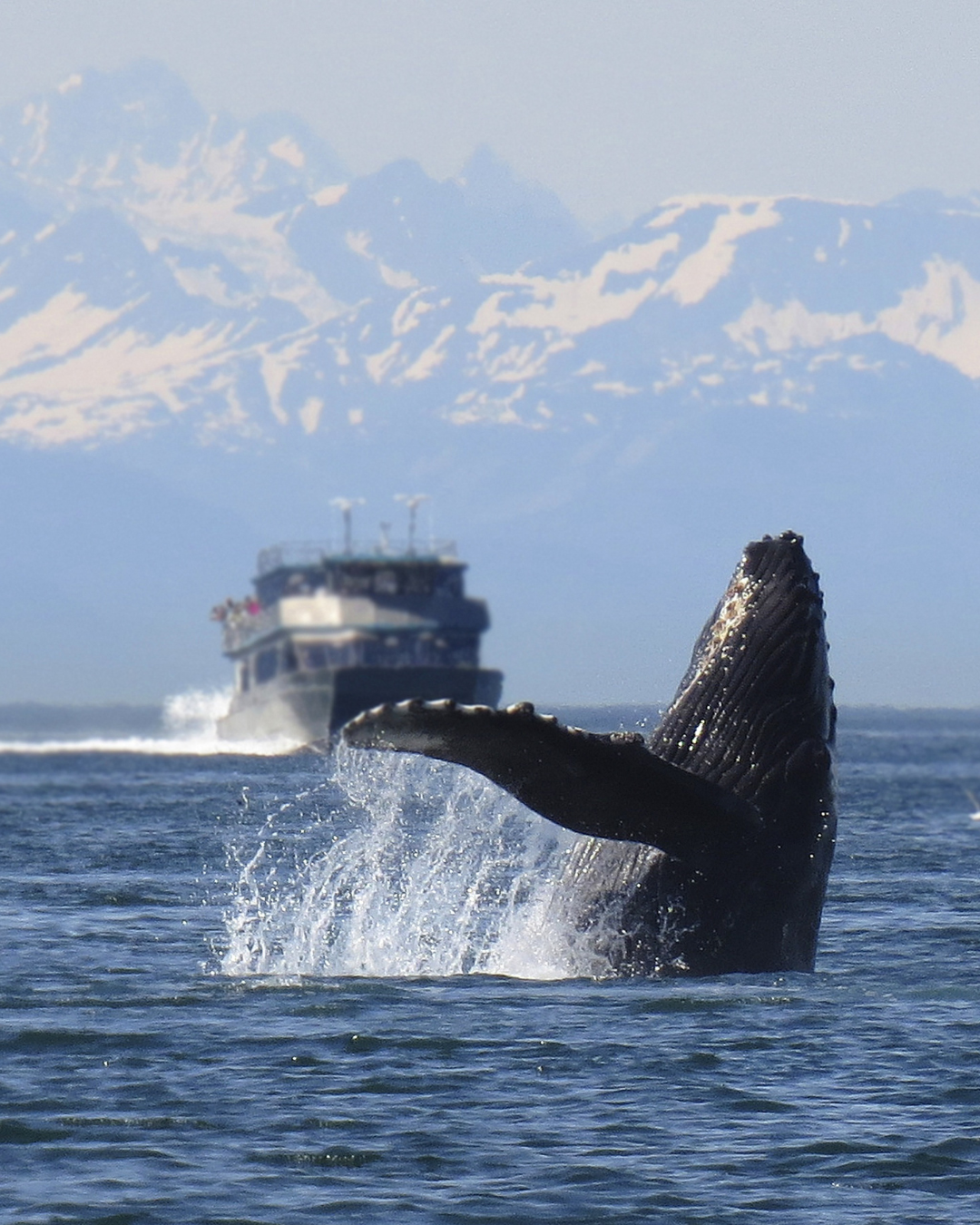Humpback whale breaching during an Alaska cruise excursion