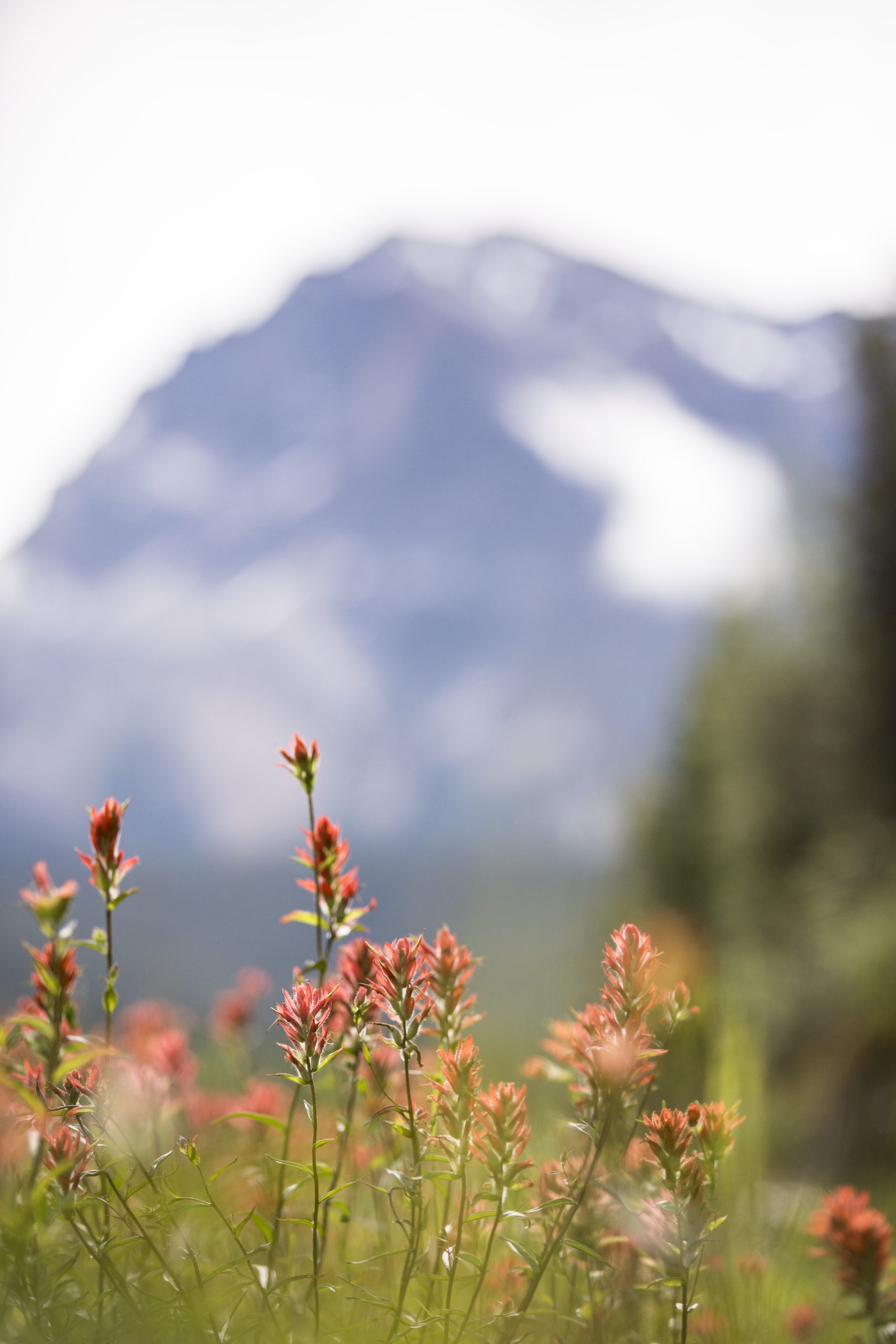Wildflowers blooming in Banff National Park during early summer